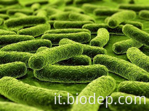 lactobacillus fermentum